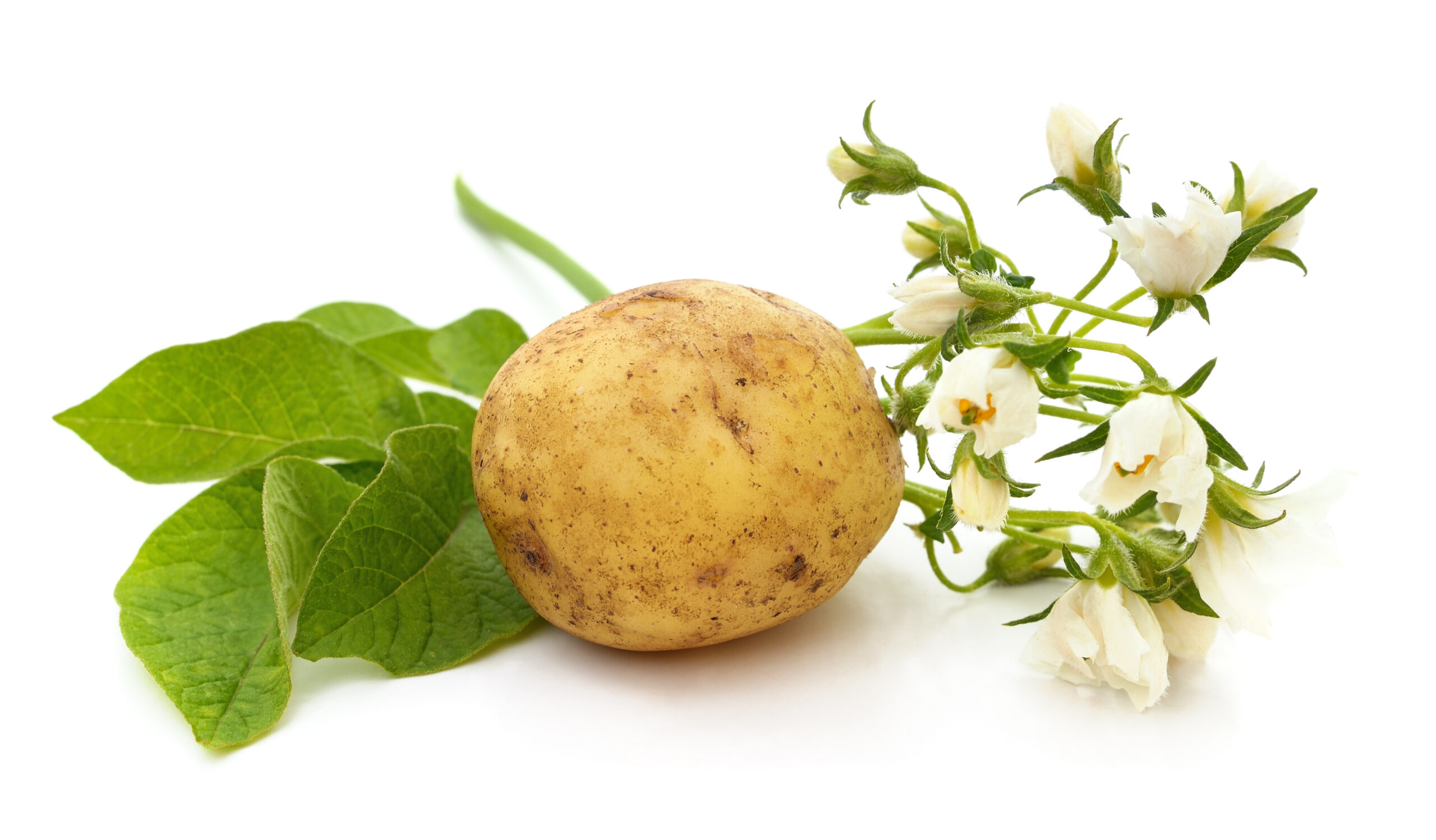 Growing Potatoes - Grit, image size:2560x1498